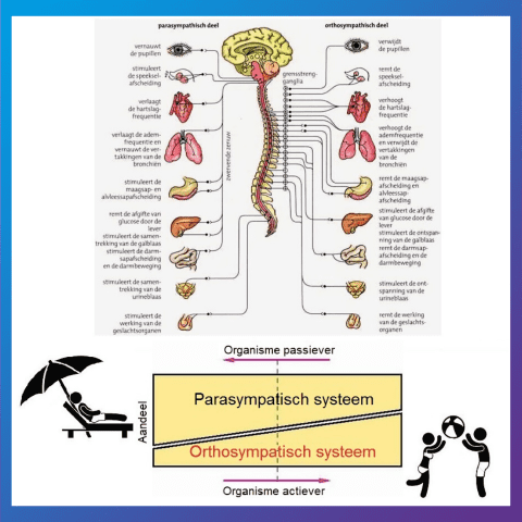 stress-(para)sympatisch-updateyourself