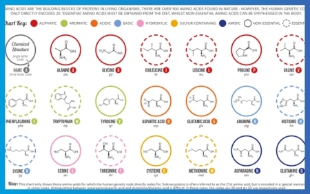 Alle 20 aminozuren
