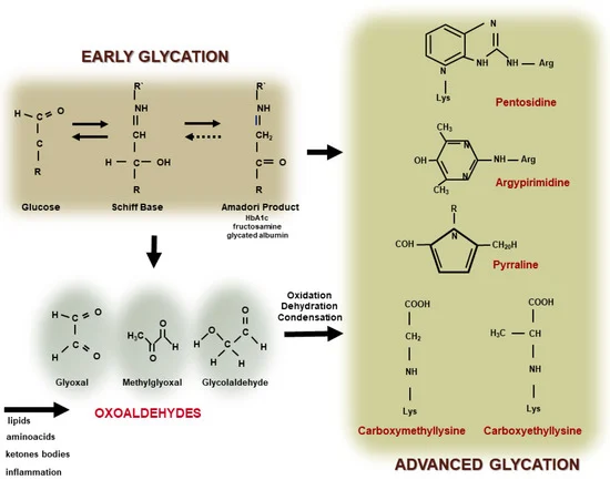 Glycatie van aminozuren